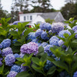 Densely blooming hydrangea shrub with large mophead clusters in shades of blue, lavender and periwinkle among glossy green leaves, growing in front of a white house with grey shingled roof.
