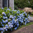 A row of Endless Summer hydrangeas with dense, mophead clusters of blue blooms lines a brick walkway beside a shingled house with black-shuttered windows.