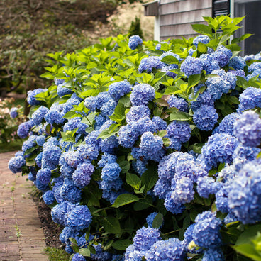 A dense hedge of Endless Summer hydrangea covered in large, round blue mophead blooms and glossy green leaves lines a brick walkway beside a shingled house.