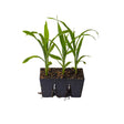 Three young sweetcorn seedlings with slender arching leaves growing in a black three-cell seed starting tray, roots visible through the drainage slots at the base, on a white background.