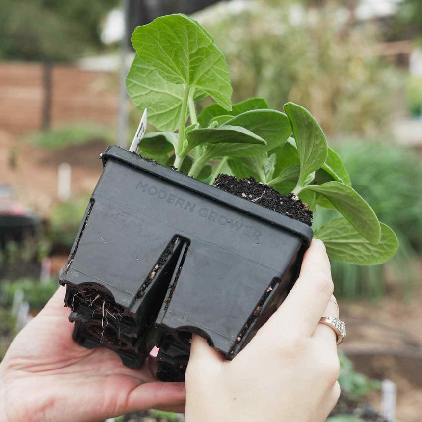 Two hands hold a black four-cell seed starting tray labelled "Modern Grower," with a young squash-like seedling and its exposed root system visible from below, set against a blurred garden backdrop.