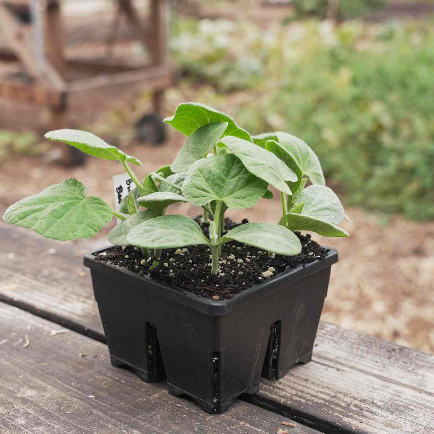 Young squash seedlings with fuzzy, heart-shaped leaves growing in a black four-cell plastic seed starting tray filled with soil, set on a wooden table with a garden visible in the blurred background.