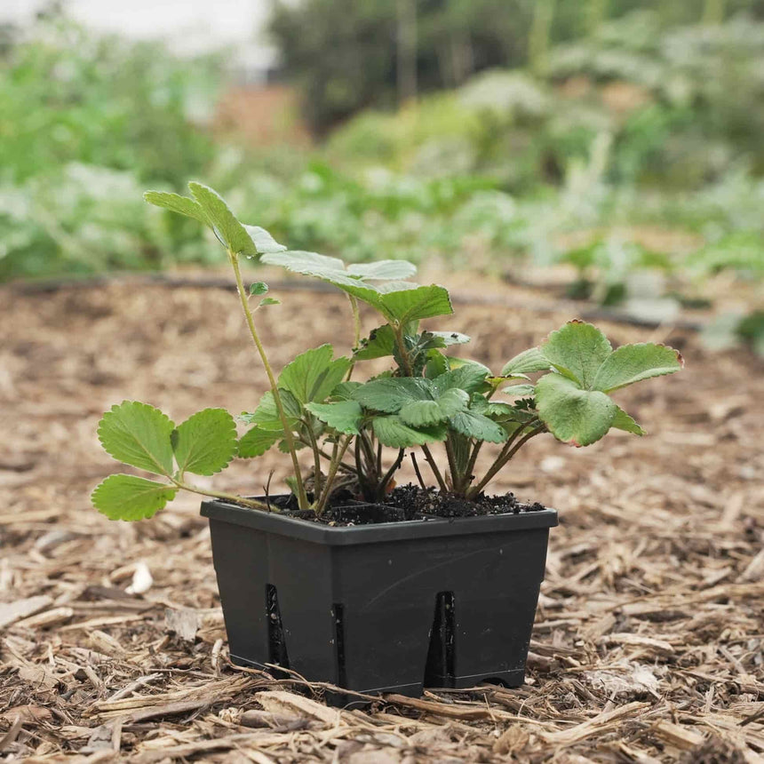Young strawberry seedlings with serrated green leaves grow in a black four-cell plastic starter tray, set outdoors on a bed of wood mulch with a blurred garden background.