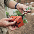 A gardener lifts a leafy seedling with intact root ball free from a red six-cell modular seed starting tray, one hand supporting the tray while the other holds the plant by its leaves.