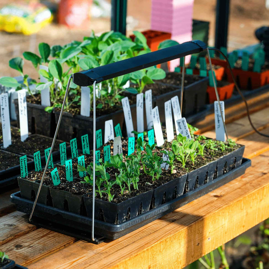 A slim black LED grow light arches on wire legs over a seed tray of young pea and vegetable seedlings labelled with handwritten plant markers, set on a wooden greenhouse bench among other trays.