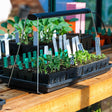 A slim black grow light arches on wire legs over a black seedling tray of young pea and vegetable plants labeled with handwritten plant tags, sitting on a wooden greenhouse bench beside more trays.