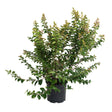 Potted Catawba crape myrtle shrub with sprawling, arching branches of small green leaves and early clusters of tiny pink-purple flower buds forming at the branch tips, shown in a black nursery pot against a white background.