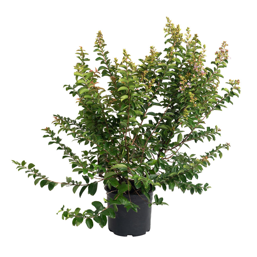 Potted Catawba crape myrtle shrub with sprawling, arching branches of small green leaves and early clusters of tiny pink-purple flower buds forming at the branch tips, shown in a black nursery pot against a white background.