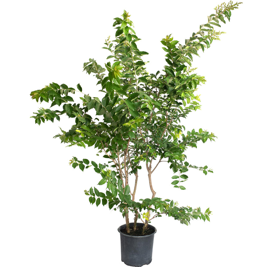 Multi-stemmed Natchez crape myrtle shrub in a black nursery pot, with tall arching branches of glossy green leaves and small budding flower clusters at the tips, set against a plain white background.