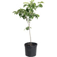 Young Cherokee Princess dogwood tree with a slender single trunk and sparse branches of broad green leaves, potted in a black plastic nursery container against a white background.