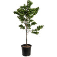 Young Emerald Redbud tree in a black nursery pot, with a single staked trunk supporting spreading branches of heart-shaped green leaves, photographed against a plain white background.