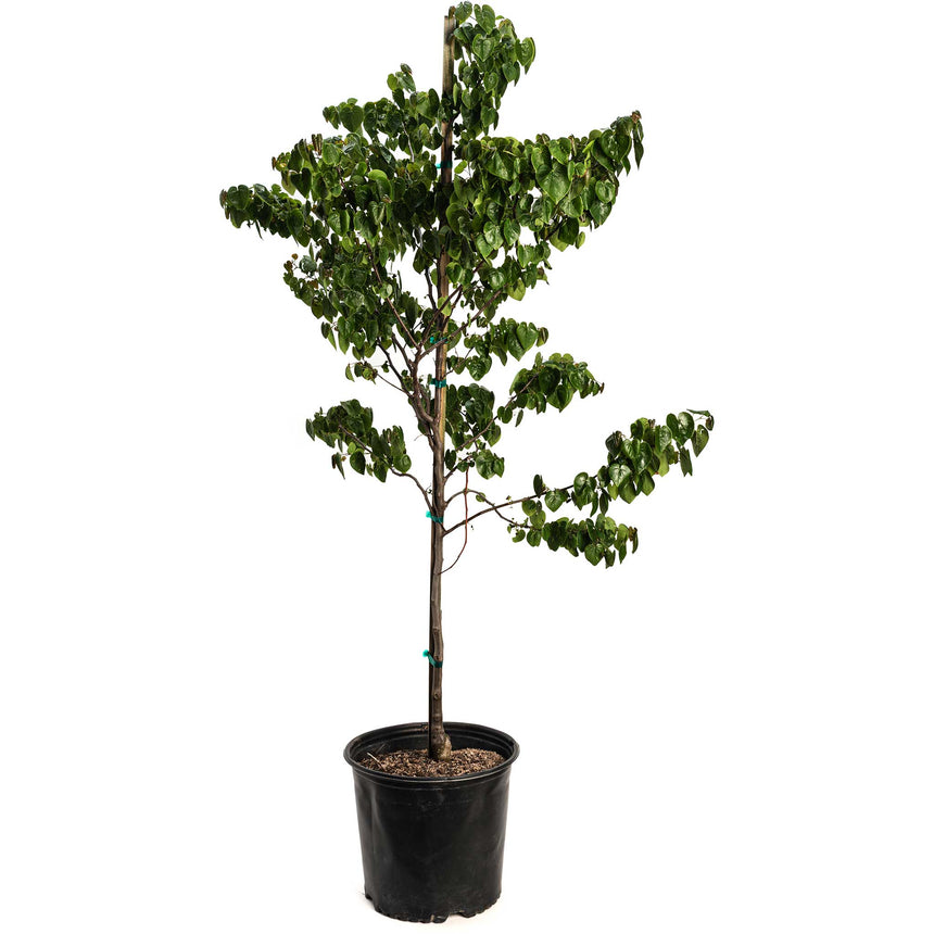 Young Emerald Redbud tree in a black nursery pot, with a single staked trunk supporting spreading branches of heart-shaped green leaves, photographed against a plain white background.