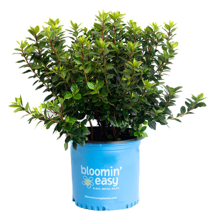 Ever After Ruby reblooming azalea shrub with dense reddish-tinged branches and small glossy green leaves, no blooms visible, growing in a blue "bloomin' easy" branded nursery pot against a white background.