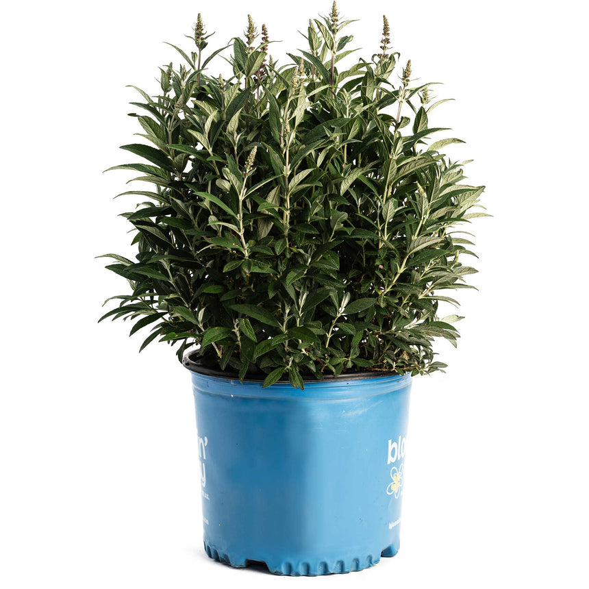 Potted Birthday Cake Butterfly Bush in a blue nursery container, showing bushy grey-green variegated foliage with several upright spikes of small budding flower clusters, photographed against a plain white background.