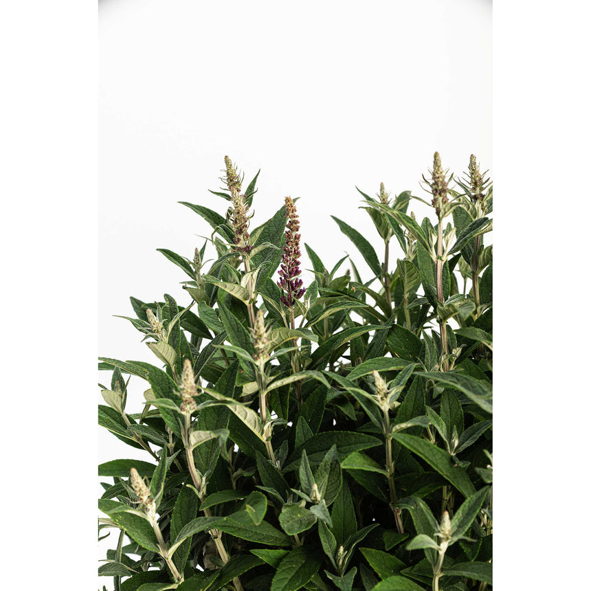 Birthday Cake butterfly bush with dense grey-green foliage and upright flower spikes, one opening in dark purple while the others remain in bud, photographed against a plain white background.