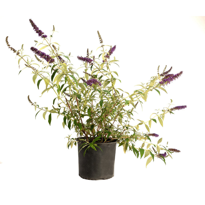 Black Knight butterfly bush in a black nursery pot, with arching green stems bearing several dense, dark purple flower spikes, photographed against a plain white background.
