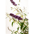 Butterfly bush (Black Knight) branch with cone-shaped clusters of deep purple flowers alongside spent, seeding blooms and pointed green leaves, set against a plain white background.