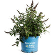 Blueberry Pie butterfly bush with arching stems of green leaves and slender purple flower spikes not yet fully open, potted in a blue "bloomin' easy" branded container against a white background.