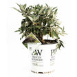 Potted Pugster Blue dwarf butterfly bush with silvery-green fuzzy foliage and no blooms yet, in a white Proven Winners nursery pot bearing a diamond-shaped tag showing purple flowers and the plant's name.