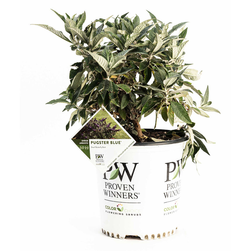 Potted Pugster Blue dwarf butterfly bush with silvery-green fuzzy foliage and no blooms yet, in a white Proven Winners nursery pot bearing a diamond-shaped tag showing purple flowers and the plant's name.