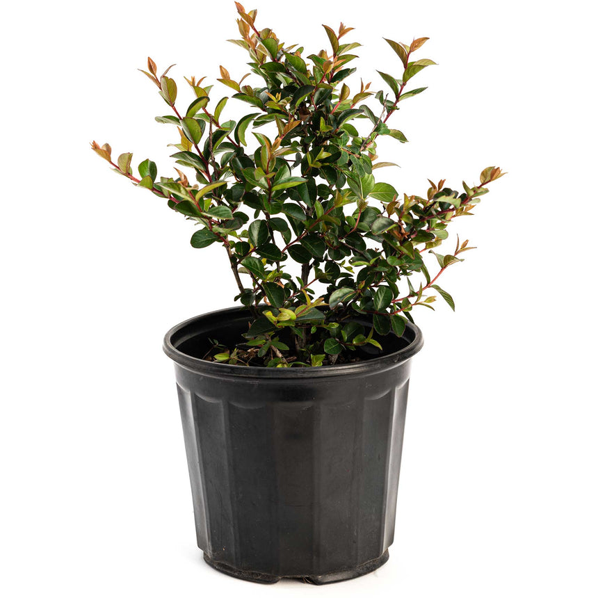 Young Bellini Grape crape myrtle shrub in a black nursery pot, showing small glossy green leaves with reddish new growth along slender branching stems, against a plain white background.
