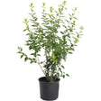Lynwood Gold Forsythia shrub in a black nursery pot, showing multiple upright serrated-leaf stems with fresh green foliage and no visible flowers, against a plain white background.