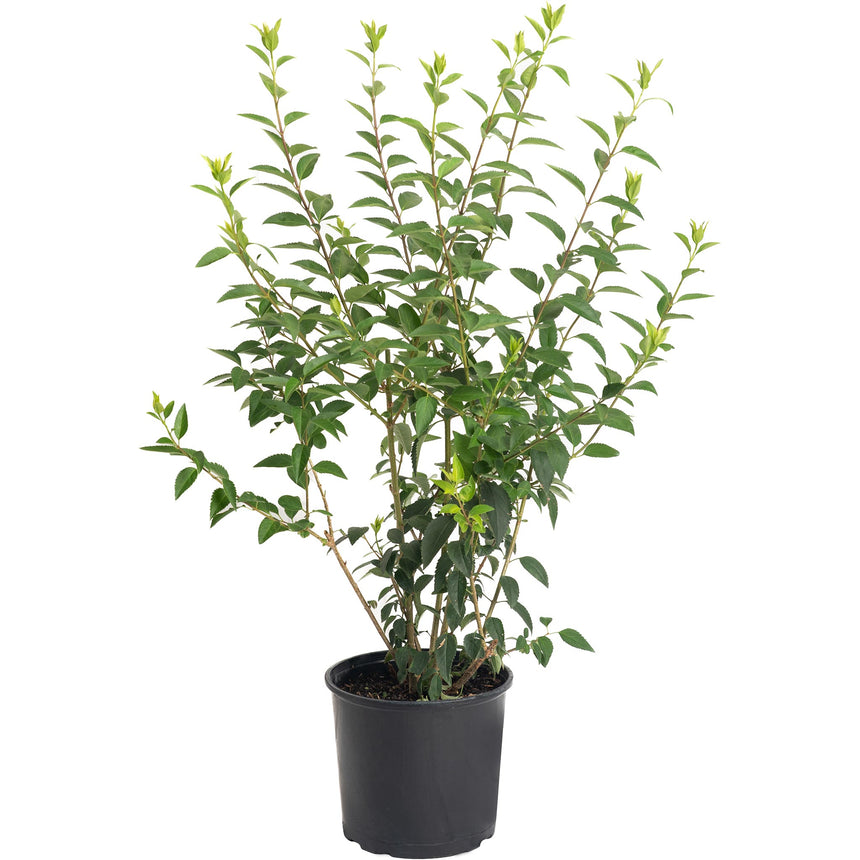 Lynwood Gold Forsythia shrub in a black nursery pot, showing multiple upright serrated-leaf stems with fresh green foliage and no visible flowers, against a plain white background.