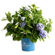 Potted Endless Summer hydrangea with lush green foliage and several full mophead blooms in blue-purple shades, some flowers still opening, in a branded blue plastic nursery pot.