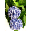 Two large Endless Summer hydrangea flower heads with pale blue-lilac petals, some edges lightly browned, surrounded by broad, deeply veined green leaves against a white background.