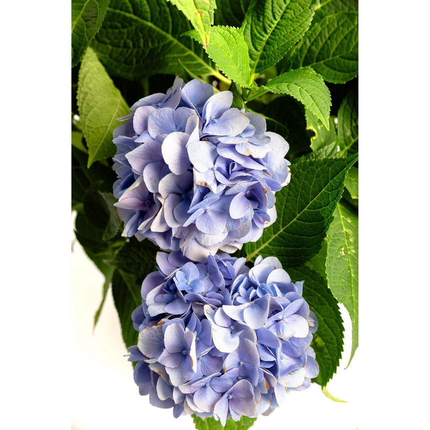 Two large Endless Summer hydrangea flower heads with pale blue-lilac petals, some edges lightly browned, surrounded by broad, deeply veined green leaves against a white background.