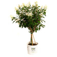 Quick Fire hydrangea tree with clusters of white cone-shaped blooms atop a bushy canopy of green leaves, trained on a single staked trunk, potted in a white Proven Winners container against a plain white background.