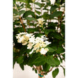 Quick Fire hydrangea tree with lacecap clusters of white four-petalled florets surrounding tiny unopened buds, set against dense dark green serrated foliage on reddish stems.