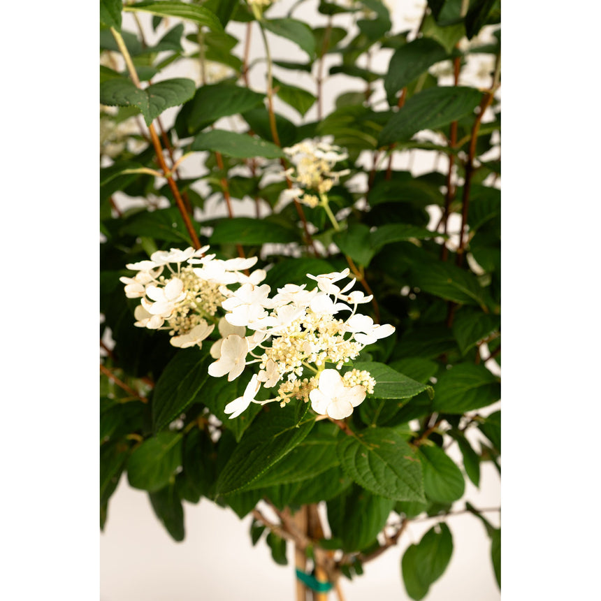 Quick Fire hydrangea tree with lacecap clusters of white four-petalled florets surrounding tiny unopened buds, set against dense dark green serrated foliage on reddish stems.