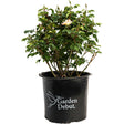Potted Champion Sunblush rose in a black Garden Debut container, a bushy shrub with dense green foliage, several buds, and one open pale peach-pink bloom.