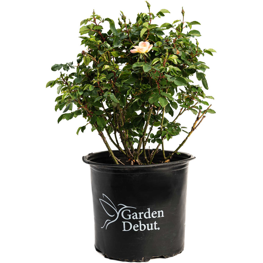 Potted Champion Sunblush rose in a black Garden Debut container, a bushy shrub with dense green foliage, several buds, and one open pale peach-pink bloom.