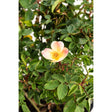 Single five-petalled Sunblush rose bloom with pale yellow centre fading to pink-blushed petal edges and a golden stamen cluster, surrounded by dense, serrated green foliage on a potted shrub.