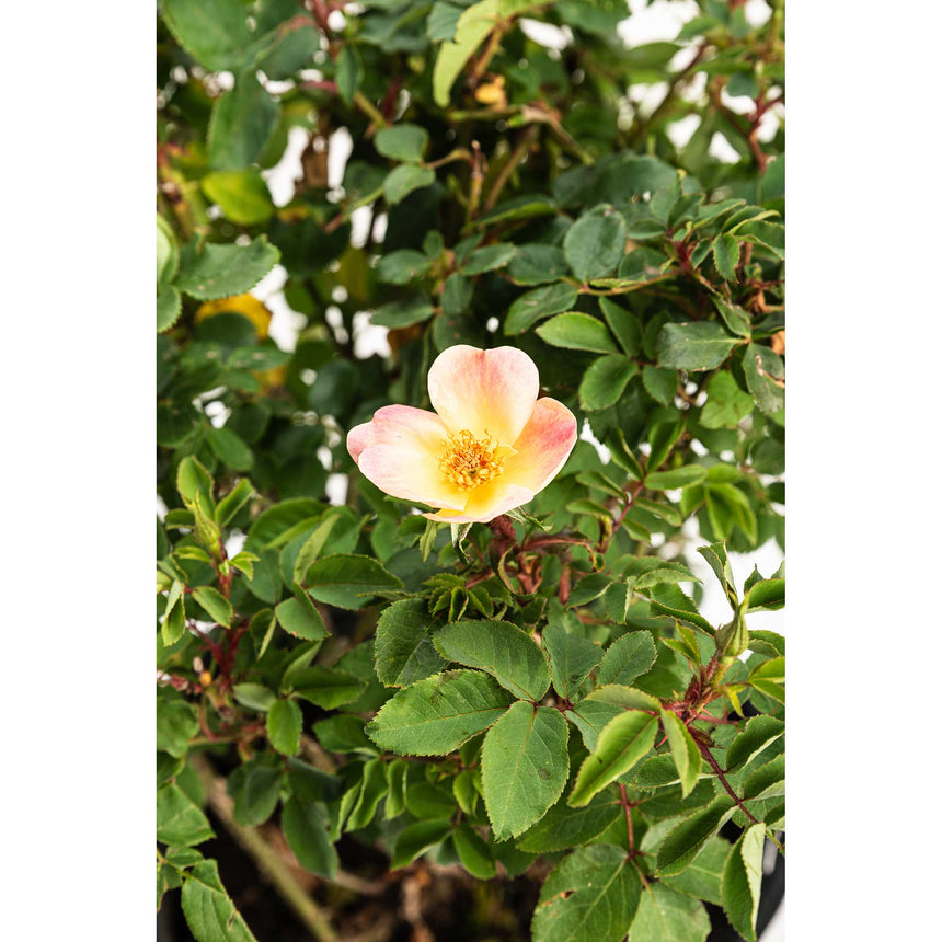 Single five-petalled Sunblush rose bloom with pale yellow centre fading to pink-blushed petal edges and a golden stamen cluster, surrounded by dense, serrated green foliage on a potted shrub.