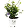 Young Blue Chiffon Rose of Sharon shrub with lush green foliage and sparse upright branches in a white Proven Winners pot, tag showing a lavender-blue bloom sample attached to a lower branch.