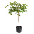 Young Yoshino flowering cherry tree with a single slender pale trunk and a rounded canopy of green leaves, potted in a black plastic nursery container against a white background.