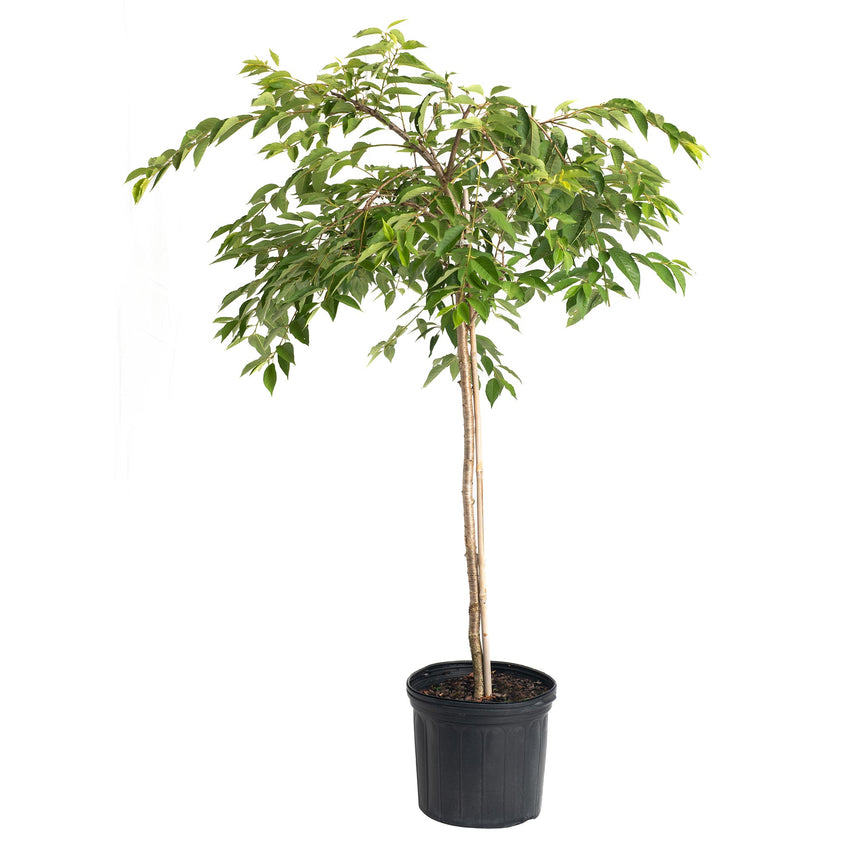 Young Yoshino flowering cherry tree with a single slender pale trunk and a rounded canopy of green leaves, potted in a black plastic nursery container against a white background.