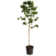 Young Cherokee Brave dogwood tree with a tall bare trunk topped by a rounded crown of green heart-shaped leaves, potted in a black plastic nursery container against a white background.