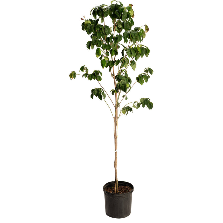 Young Cherokee Brave dogwood tree with a tall bare trunk topped by a rounded crown of green heart-shaped leaves, potted in a black plastic nursery container against a white background.