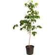 Young Cherokee Chief pink dogwood tree with a single slender trunk and clusters of glossy green leaves along sparse branches, potted in a black nursery container against a white background.