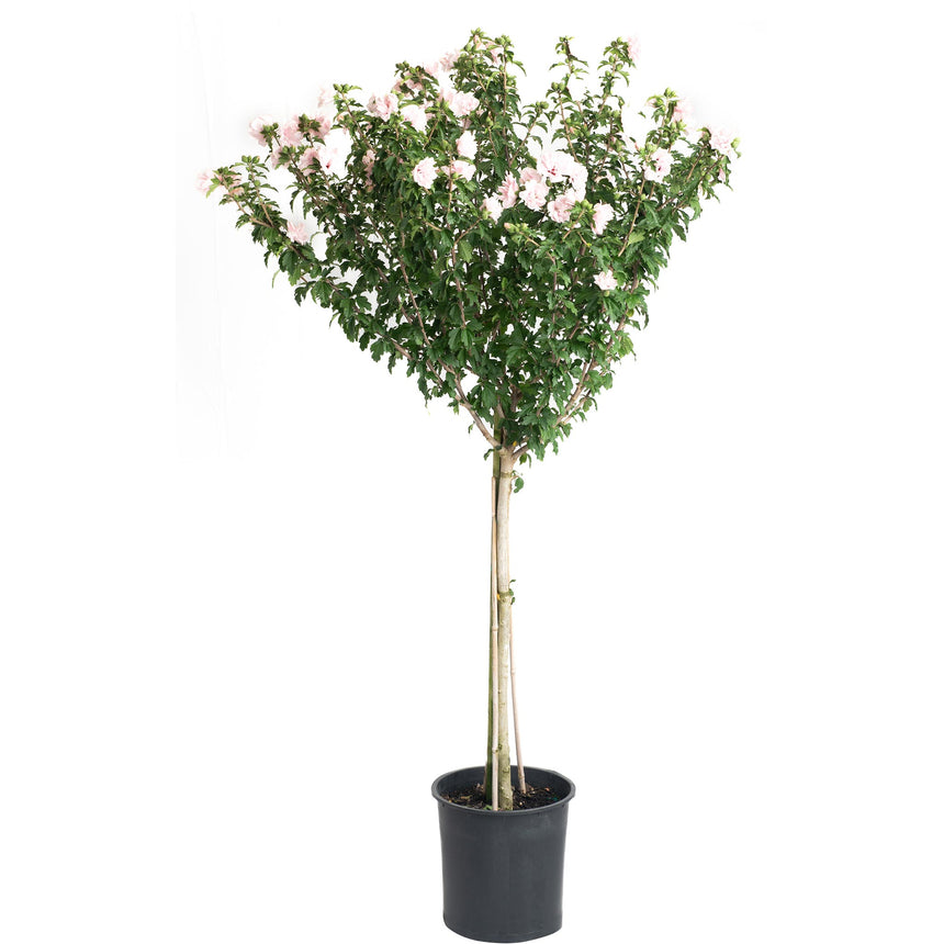 Standard-form Double Pink Rose of Sharon tree with a bare trunk supporting a rounded canopy of green foliage dotted with pale pink double blooms, potted in a black plastic container against a white background.