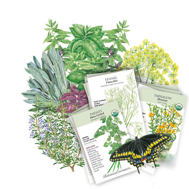 A fanned arrangement of overlapping Botanical Interests seed packets for Moss Curled Parsley, Finocchio Fennel, and Mexican Tarragon sits atop illustrated herb foliage including basil, sage, rosemary, purple-leaved basil, and feathery yellow dill, with a black-and-yellow swallowtail butterfly perched at the front.