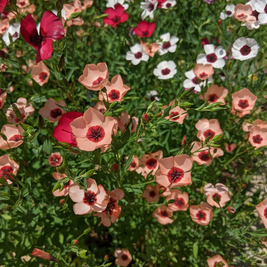 Peach, crimson, and white Charmer Blend flax blossoms blooming in a sunny garden bed.