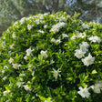 A rounded Frost Proof Gardenia shrub densely covered in glossy dark green leaves and layered white blooms in various stages of opening, photographed outdoors in bright sunlight with trees blurred behind.
