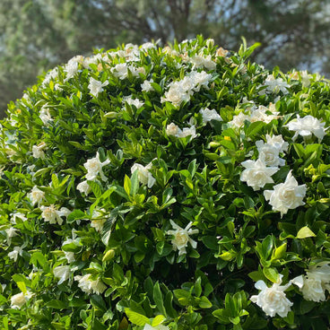 A rounded Frost Proof Gardenia shrub densely covered in glossy dark green leaves and layered white blooms in various stages of opening, photographed outdoors in bright sunlight with trees blurred behind.