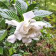 A single creamy-white Frost Proof Gardenia bloom with layered, waxy petals sits fully open amid glossy dark green leaves, set against a leafy garden backdrop.