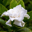 Close-up of a Frost Proof Gardenia bloom with layered, ruffled white petals beaded with raindrops, set against glossy dark green leaves.